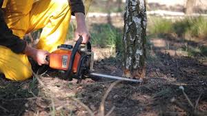 Searingtown, NY Tree Care Services Company